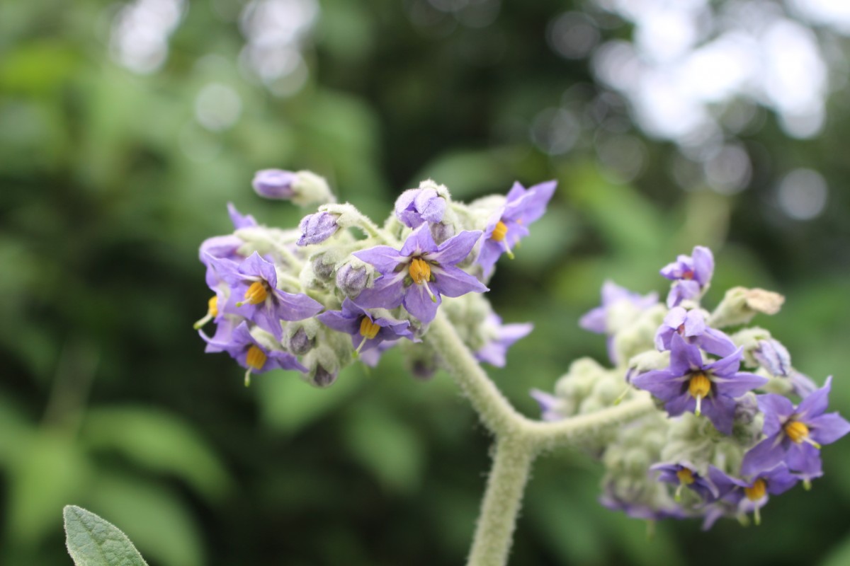 Solanum mauritianum Scop.